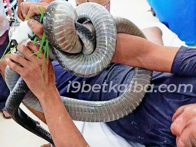 Nằm mơ thấy bắt rắn là một giấc mơ cực kì thử thách